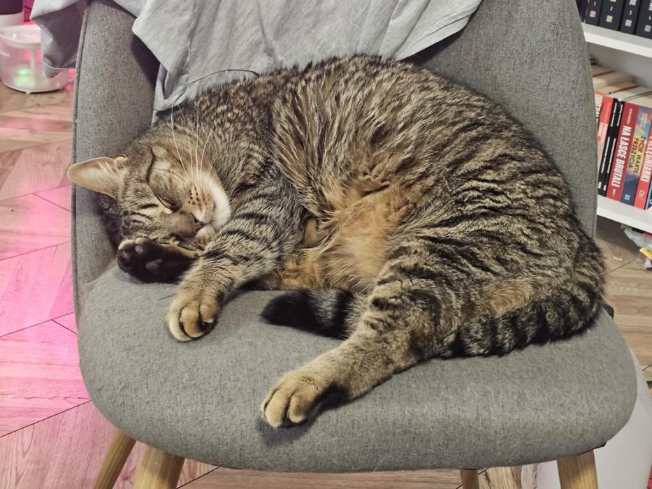 Zaginął kot typu tabby w Starogardzie Gdańskim