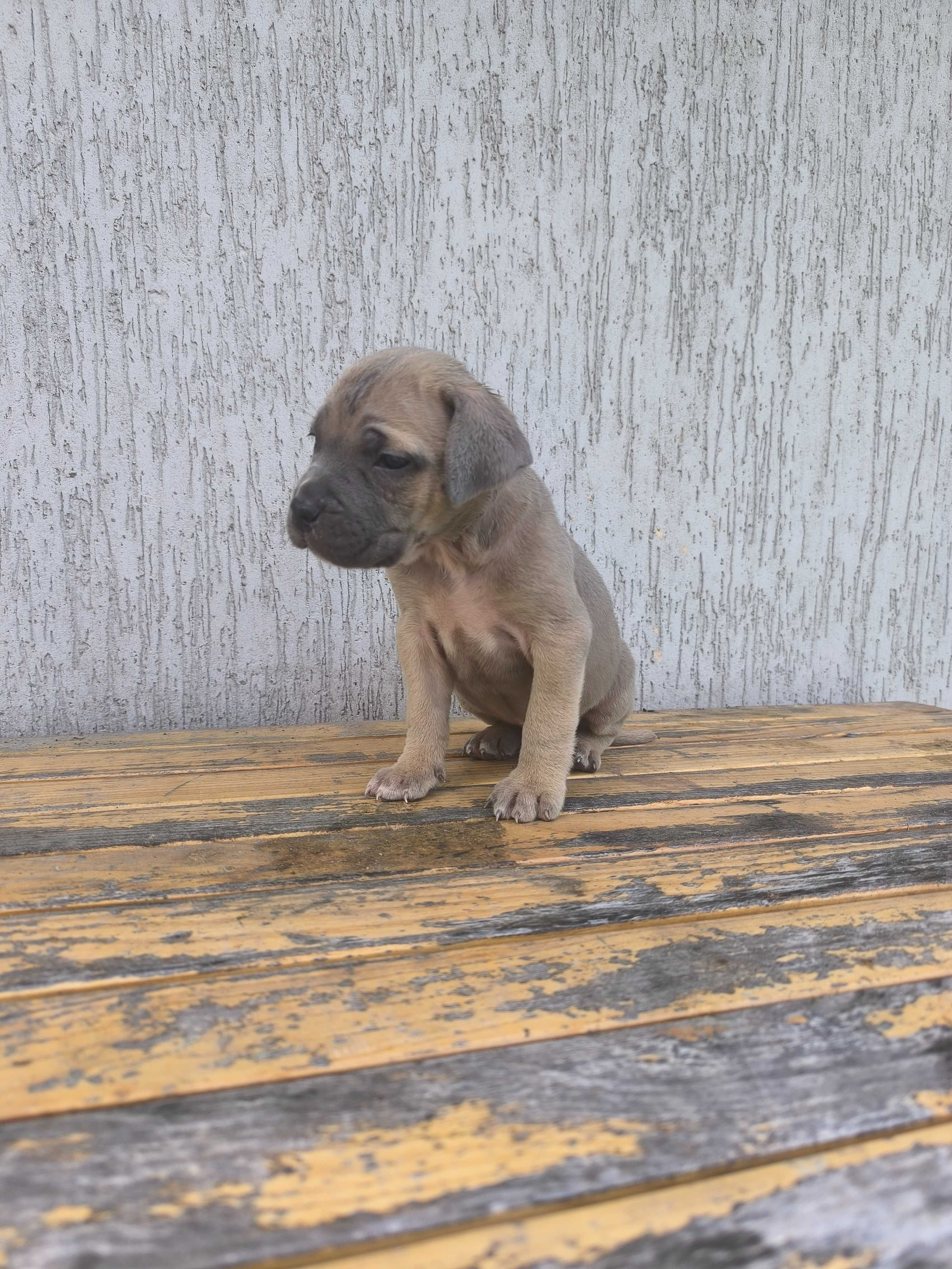cane corso szczeniak