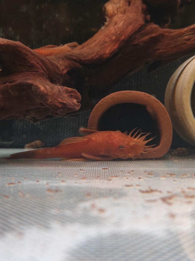 Ancistrus Super Red - 1 a 3 cm