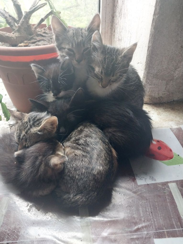 Подарую кошеняток в добрі руки.