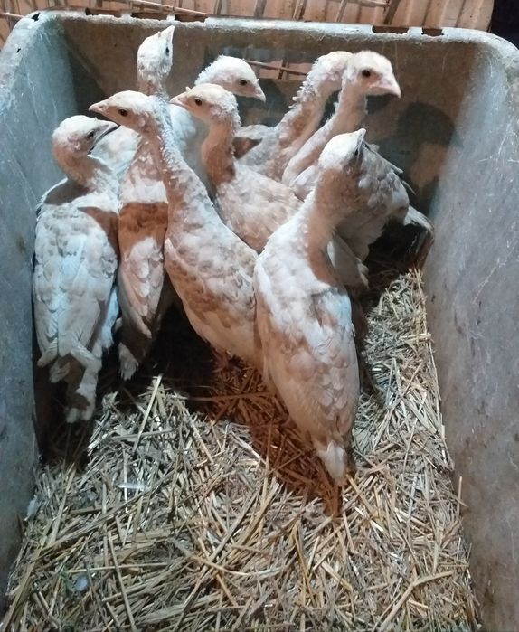 Sprzedam młode  indyczki