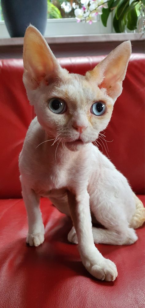 Reproduktor Devon Rex Interchampion