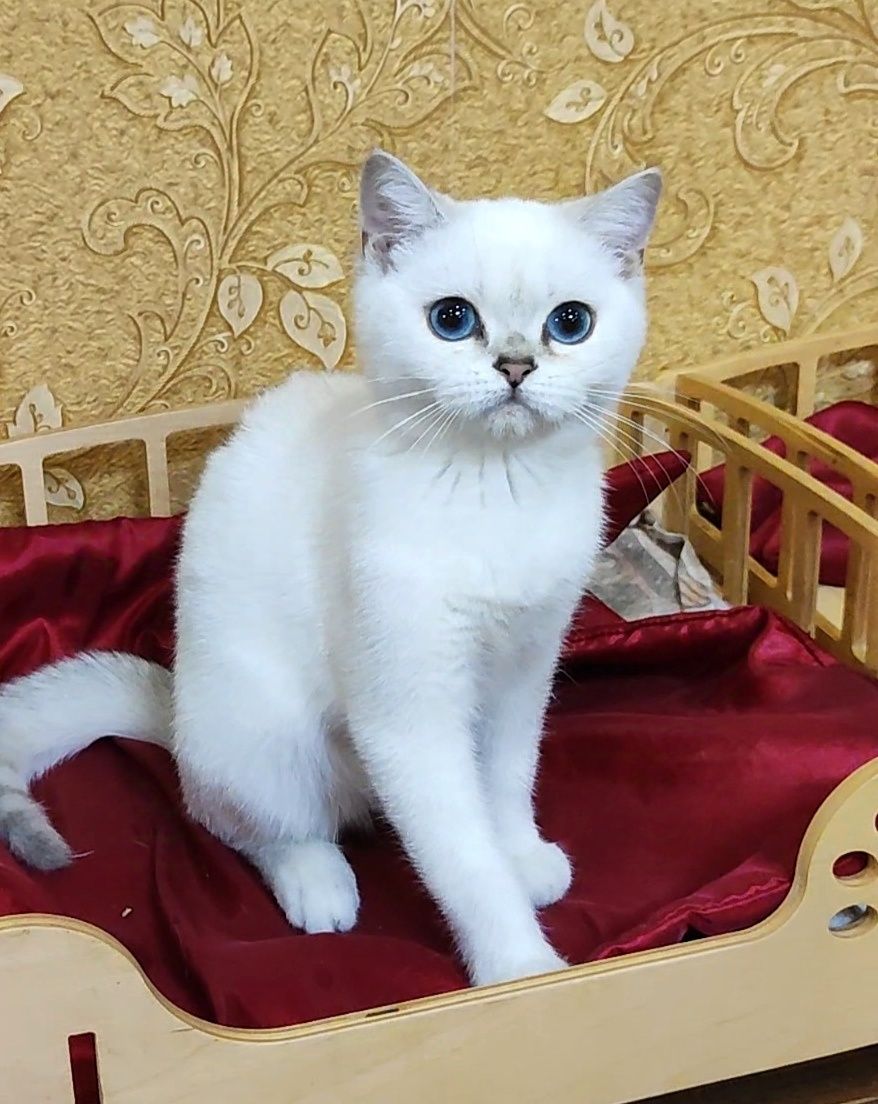 Клубный мальчик шиншиллка поинт