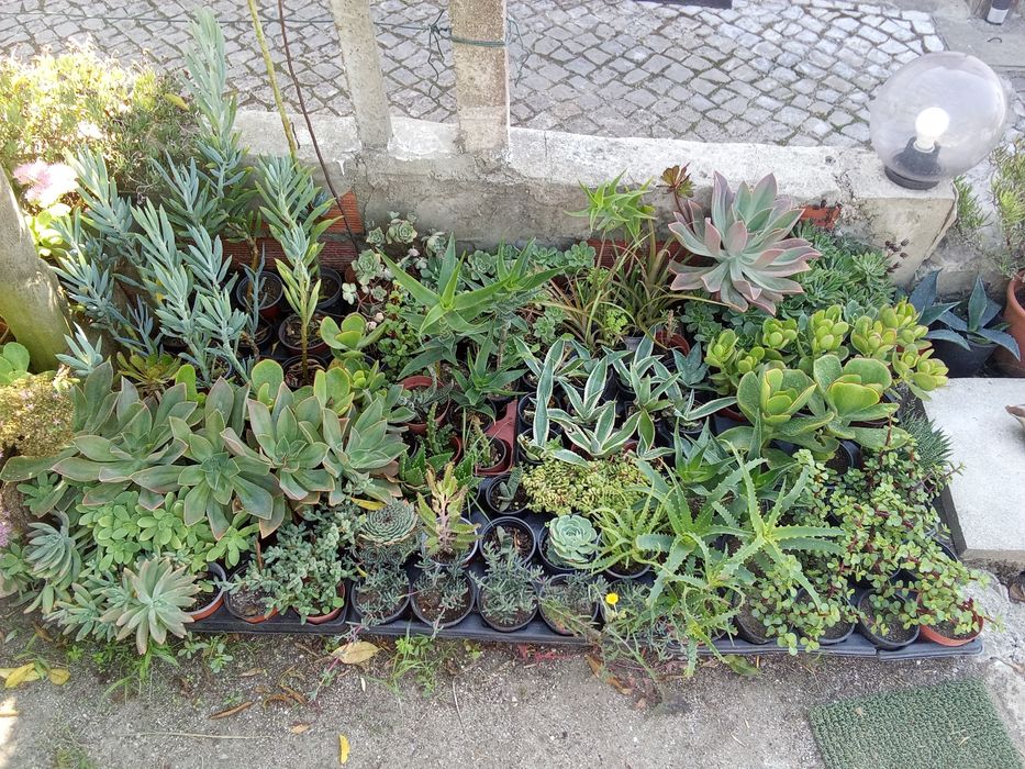 Suculentas variadas e agaves