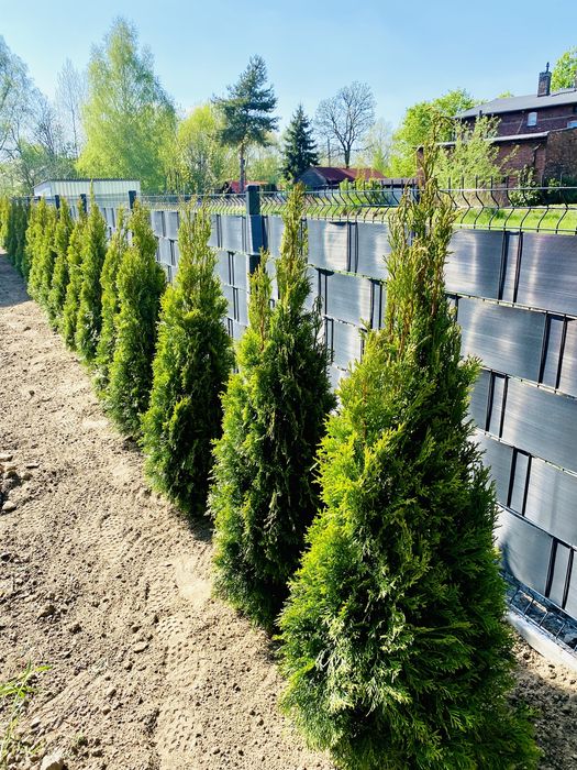 Tuja Sznaragd 120-130 Producent Dostawa Sadzenie 110/140/150/160