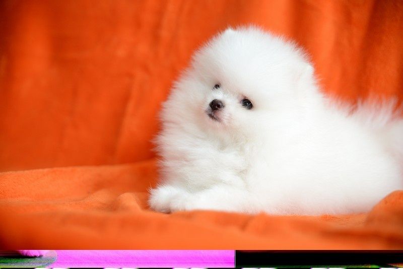 Pomeranian chłopak jasny krem