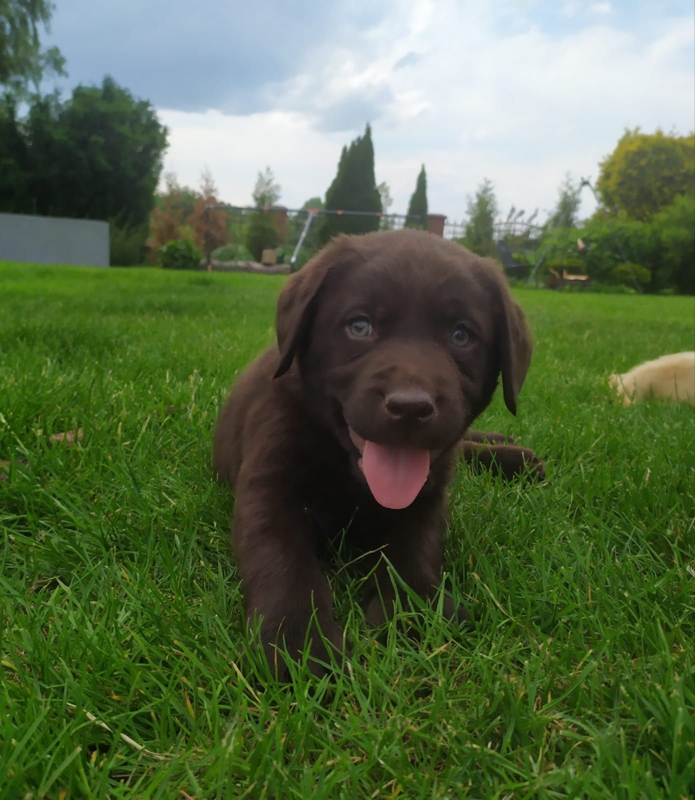 Labrador retriever