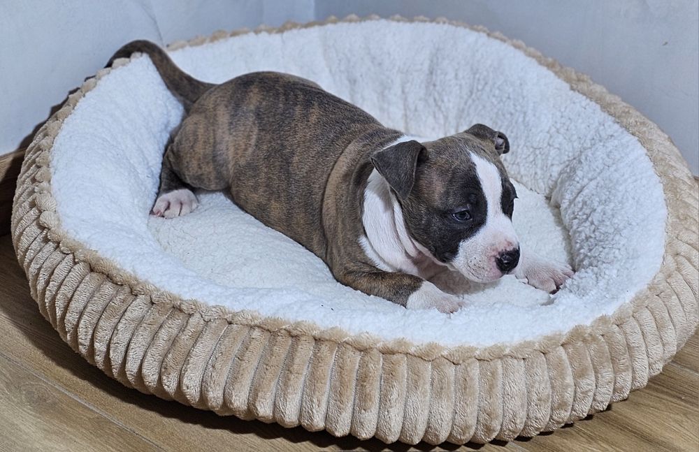 Pregowany piesek amstaff