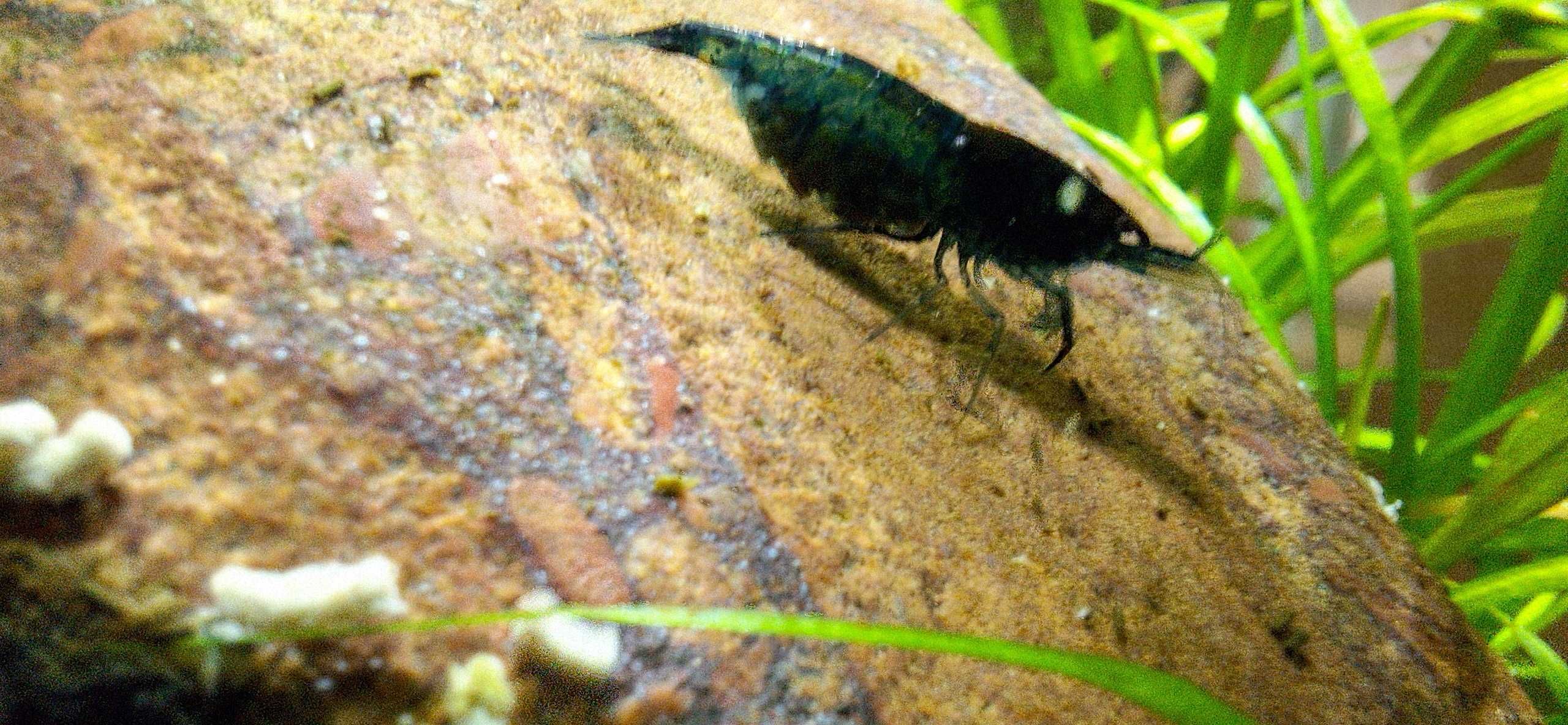 Krewetki miniaturowe Blue Velvet Neocaridina