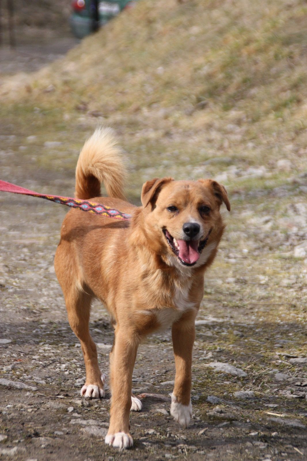 Pies Rudy do adopcji, oddam psa