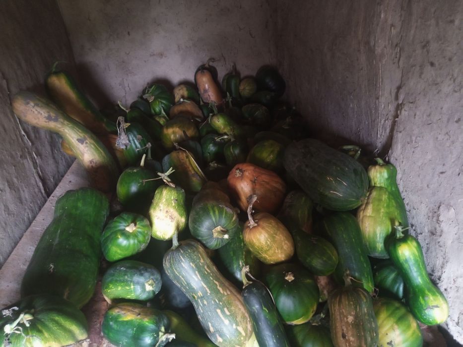 Продаються гарбущи на кашу