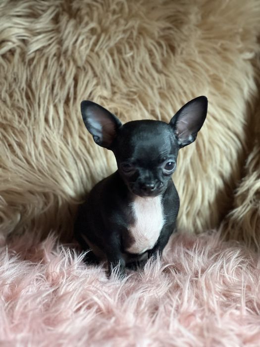 Chihuahua śliczna suczka