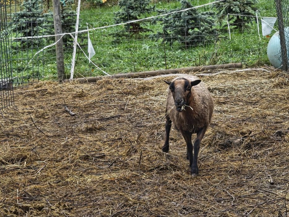 Owca kameruńska w ciąży