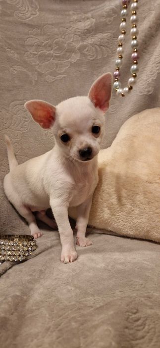Piękny piesek Chihuahua