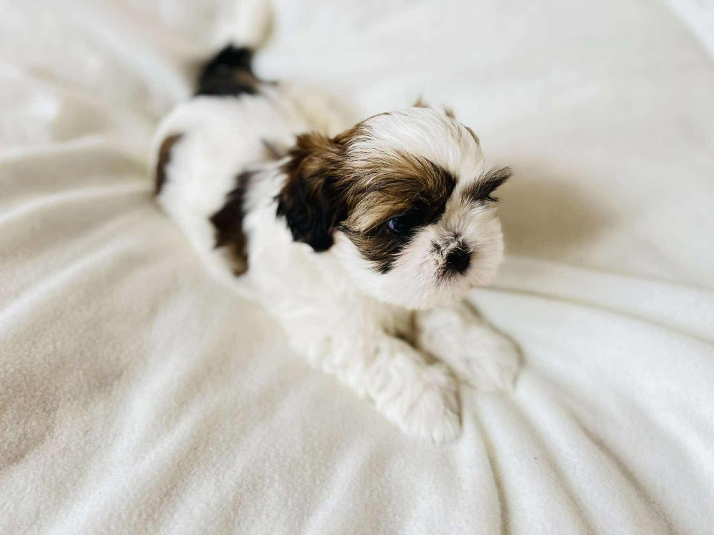 Śliczna sunia Shih Tzu