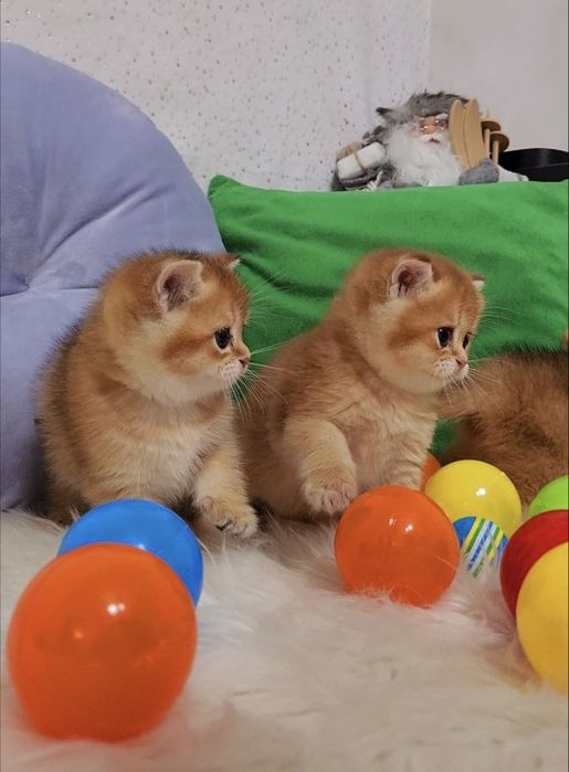 Грайливі малюки золота шиншила 2 місяці