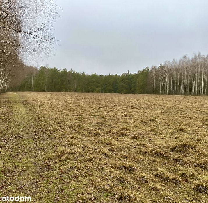 Działki budowlane blisko jezior i lasu
