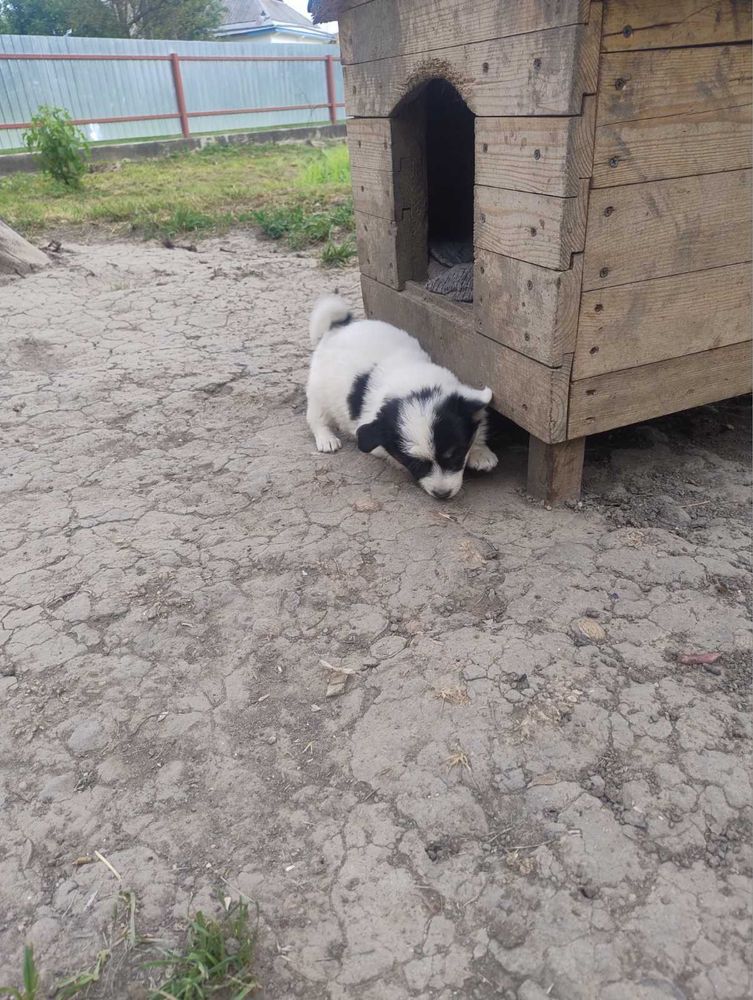 Цуценя шукає дім
