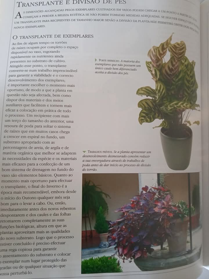 Plantas para Pátios