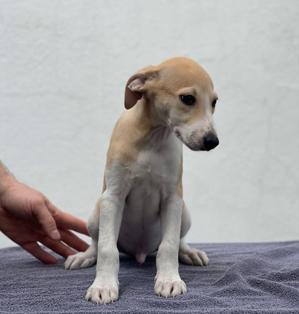 Whippet samiec ZKwP Revirado FCI gotowy do odbioru