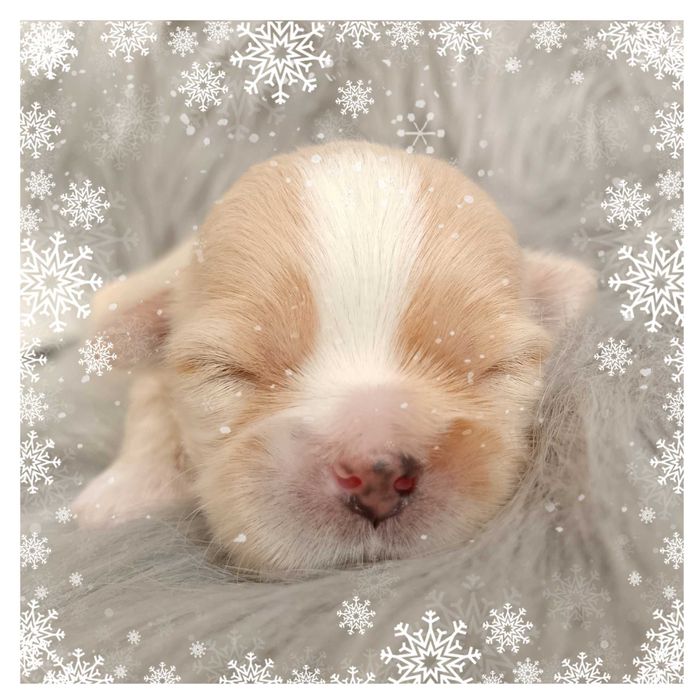 Przepiękny piesek rasy Shih-Tzu odbior grudzień