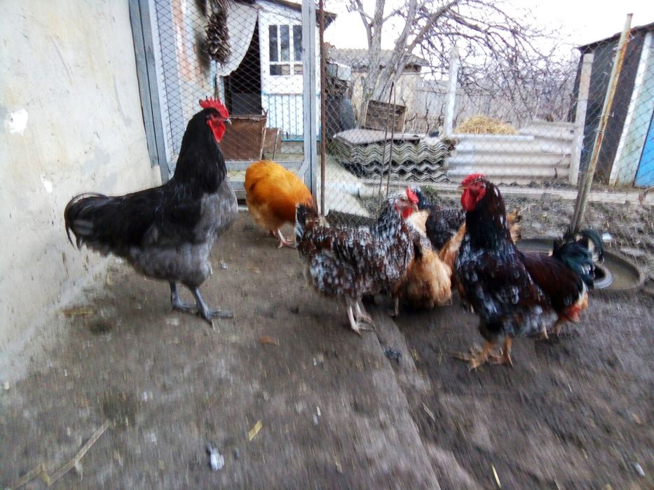 Инкубационное яйцо (Микс)