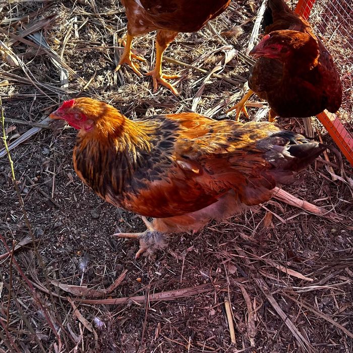 Galo Brahma e também galo da raça das galinhas poedeiras