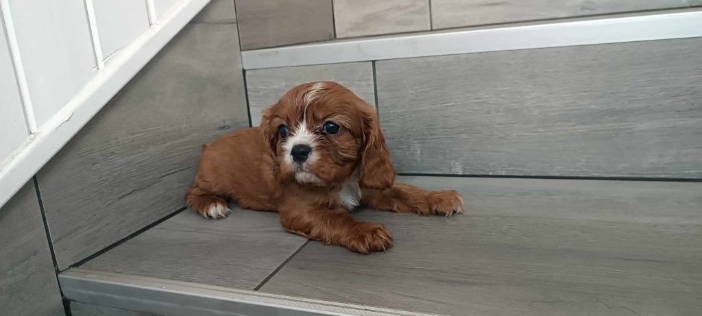 * Cavalier King Charles Spaniel piesek mikrusem maleńkirubinowy Rubi *