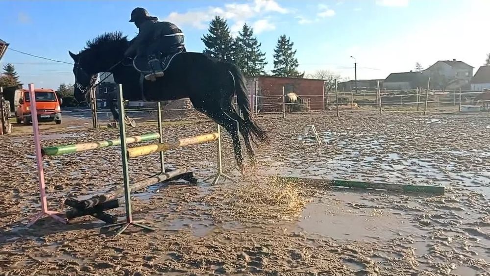 Klacz 7 lat do rekreacji hodowli