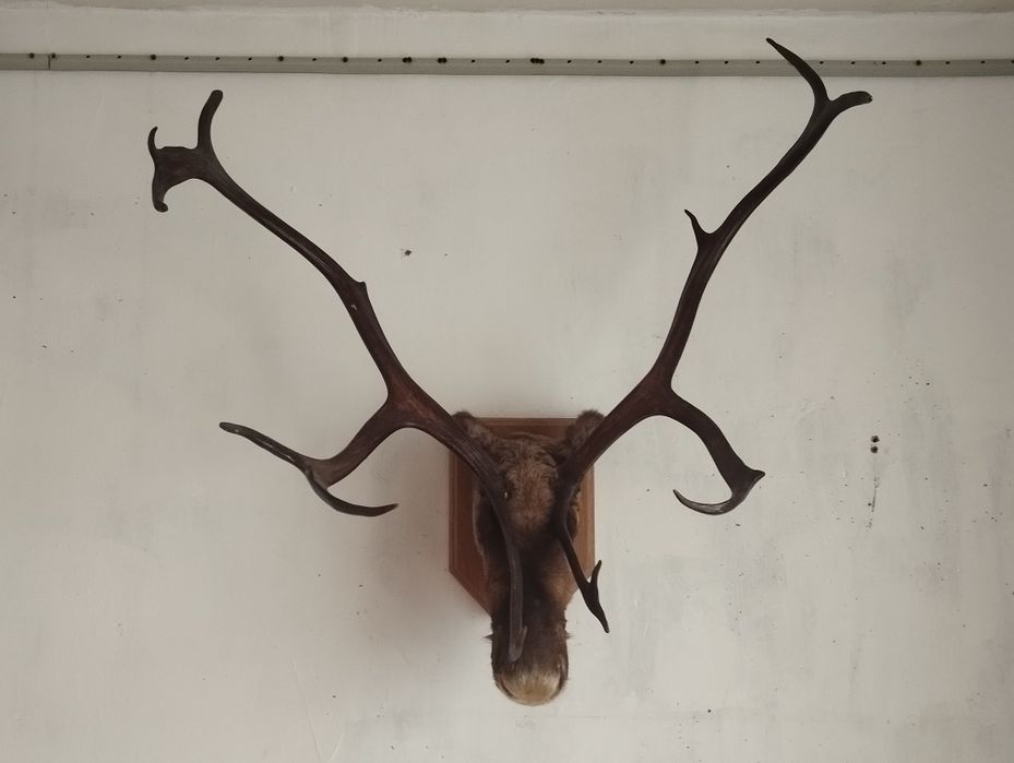 Чучело головы оленя