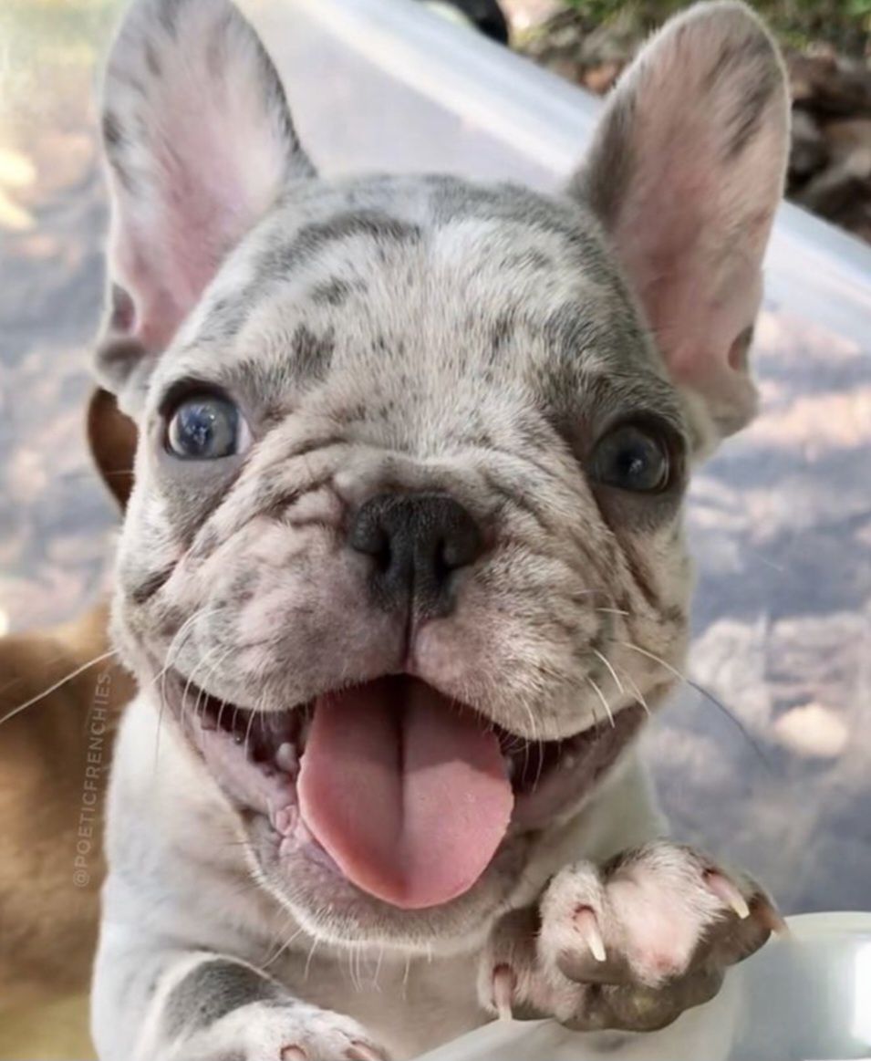 Bulldog francês Fêmea