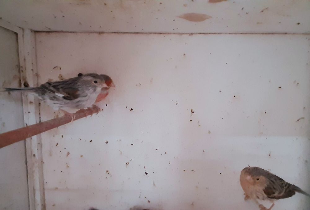 Vendo Canários Ágatas