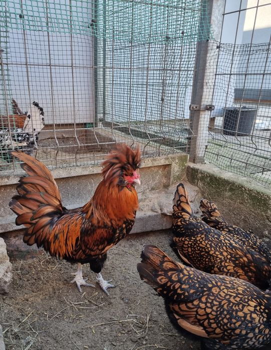 Kury-kogty rasy Czubatka złotołuskowa