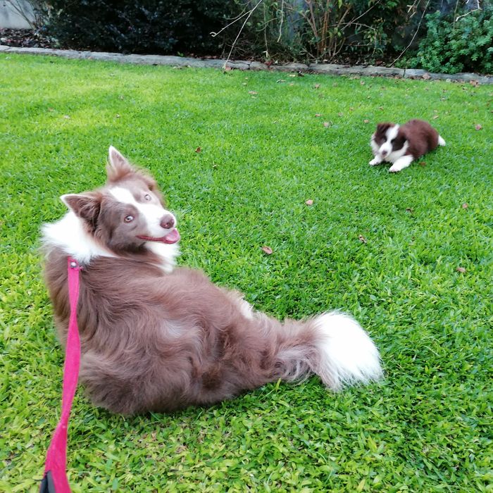 Border Collie para reprodução