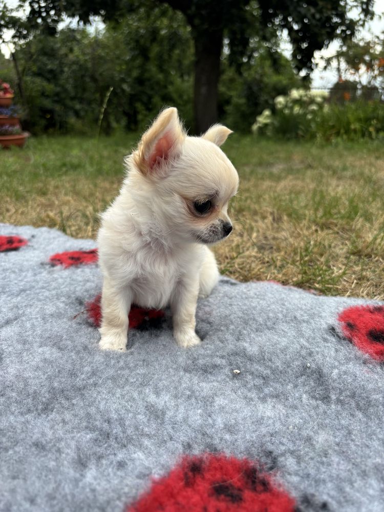 Chihuahua malutka długowłosa suczka FCI