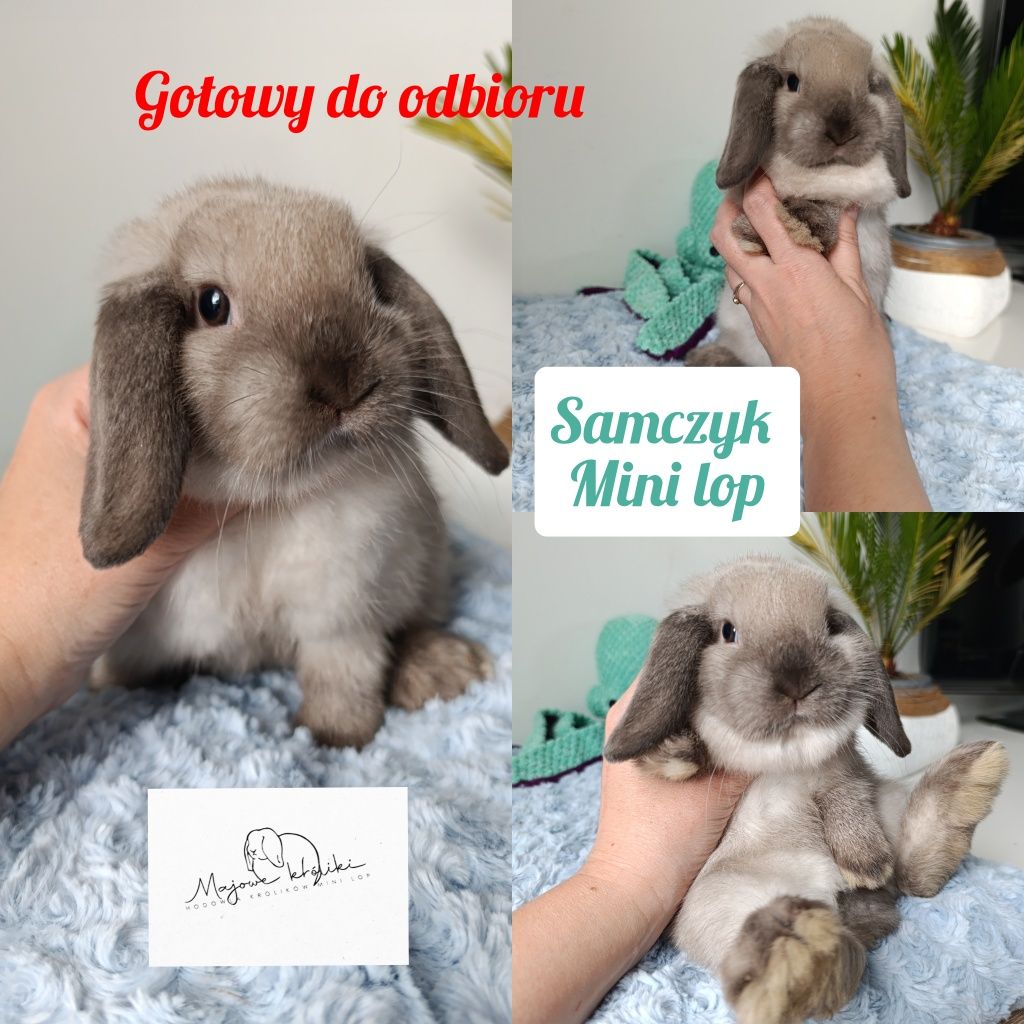 Królik króliczek mini lop hodowla zarejestrowana