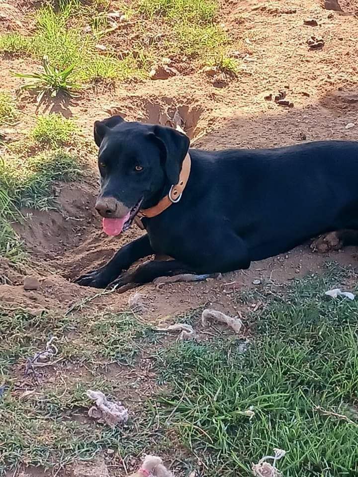 Pérola Para Adoção!