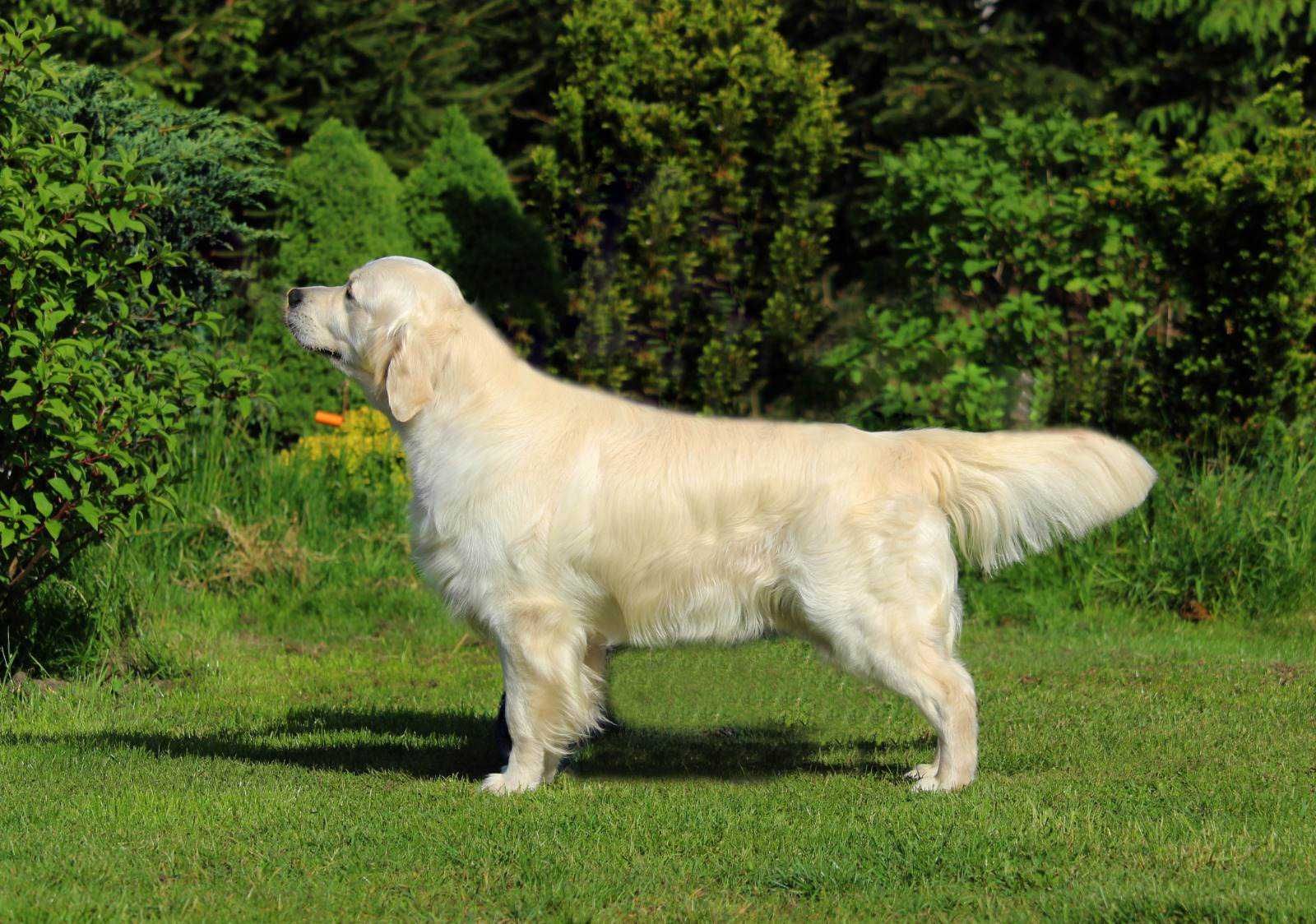 Reproduktor Golden Retriever ZKwP FCI