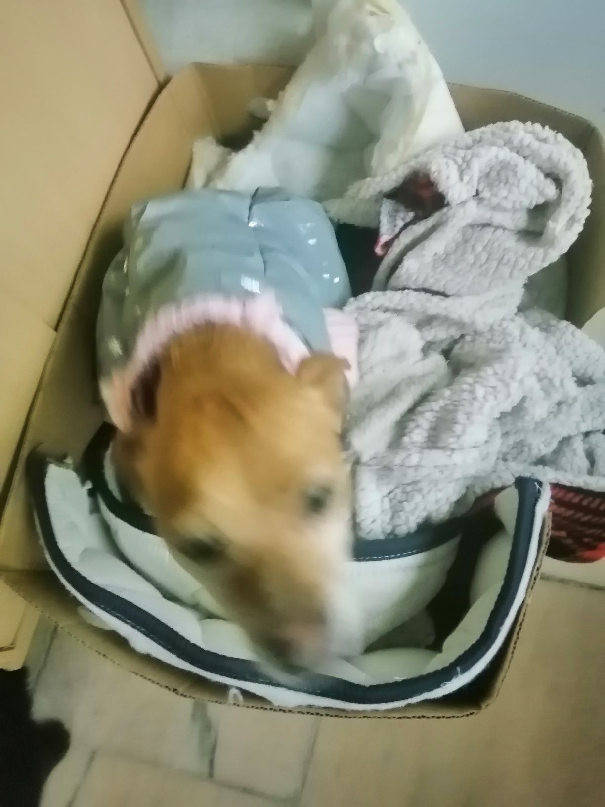 pinscher com cancro arraçada para adoção