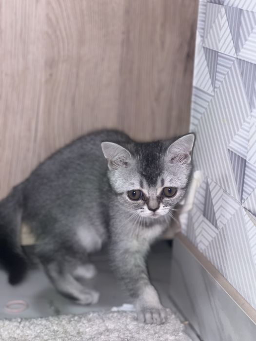 Кошеня британське срібна шиншила . Бейбі фейс