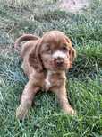 Malutki Cocker Spaniel, Wielkie Serce – Do Odbioru :)