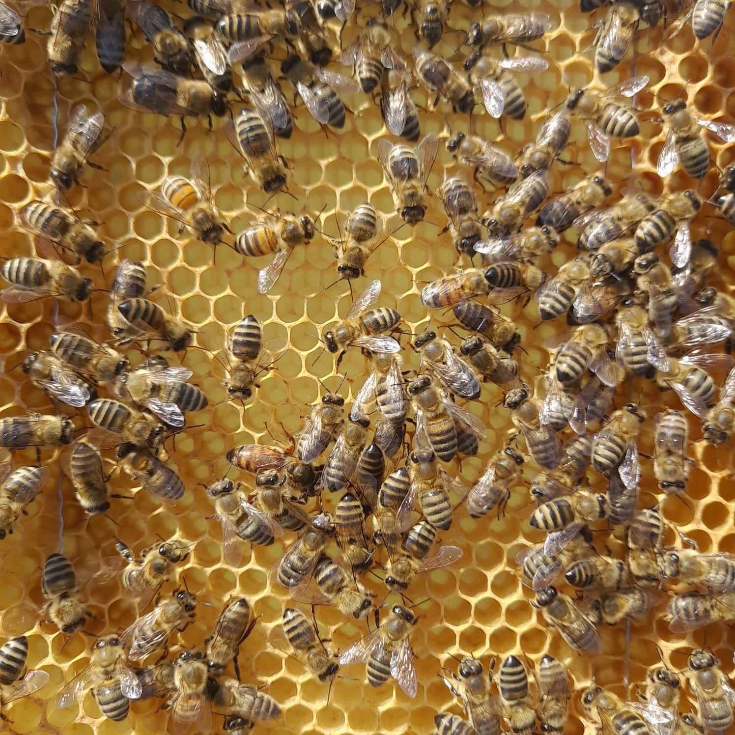 Odkłady  pszczele , pszczoły
