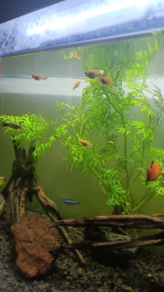 Mollys e platys juvenis