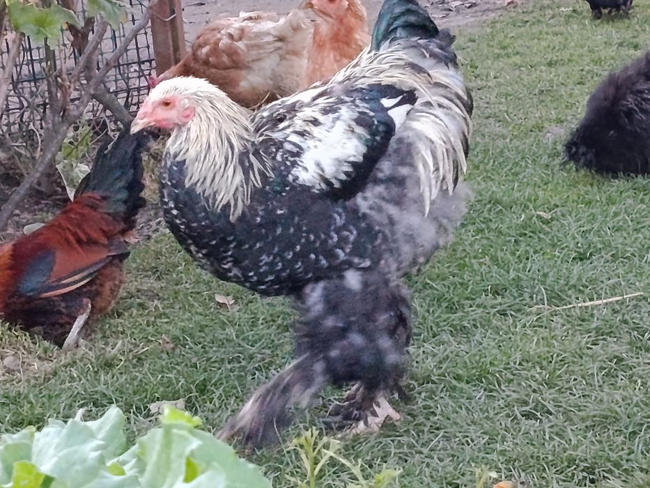 Brahma olbrzymia kury i koguty 2025