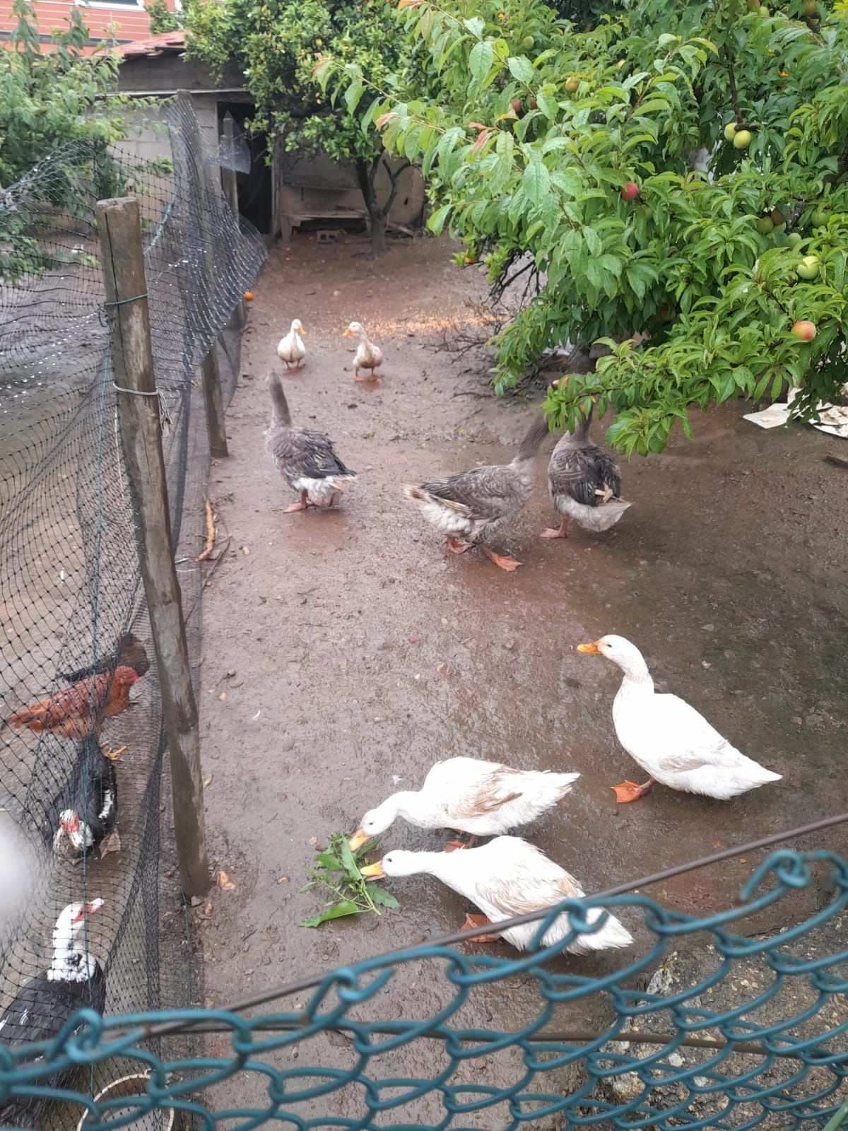 Gansos patos de pequim e Patos mudos