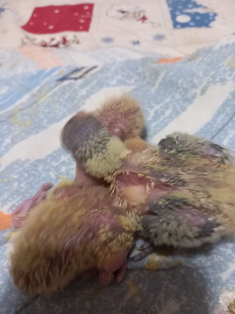 Agapornis para acabar de criar à  mão