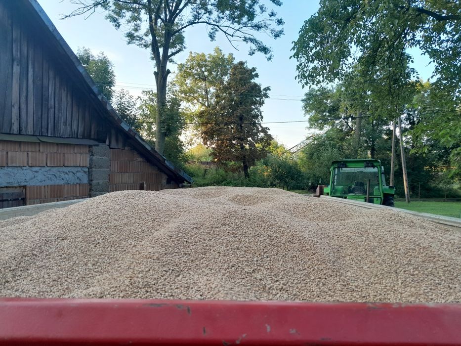 Pszenica ozima pszenżyto   ziemniaki