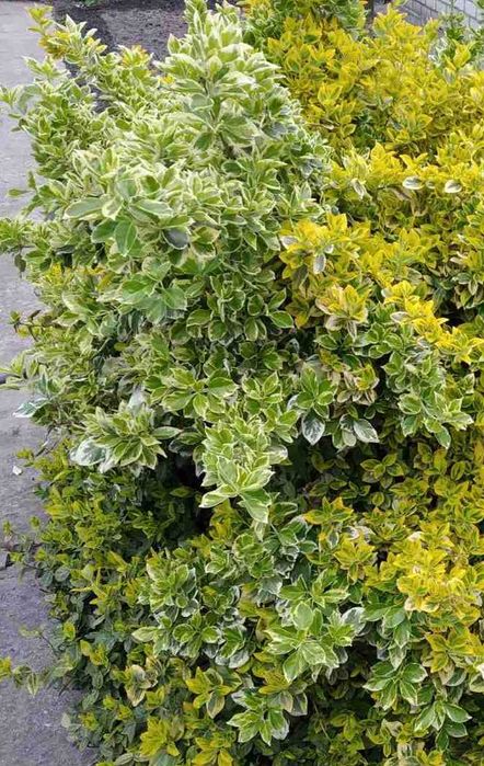 Бересклет, 3 вида