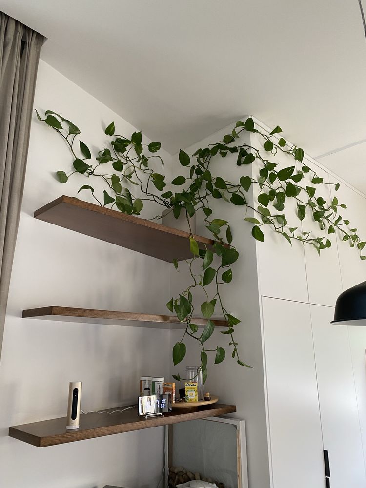 Planta trepadeira pothos