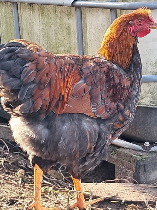 Koguty młode wyandotte rosa